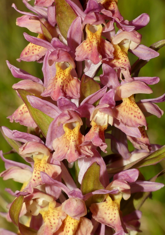 Orchidee a Campo Imperatore tra Medioevo e wilderness  primavera 2023